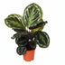 Calathea Medallion Houseplant Ø14cm - 45cm Height Bild 1