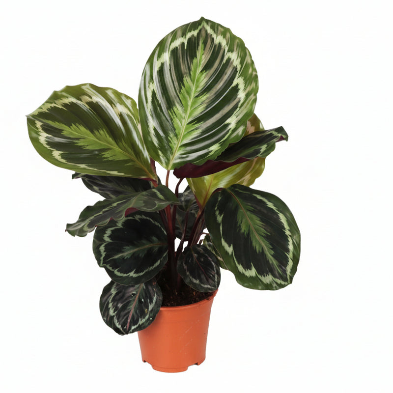 Calathea Medallion Houseplant Ø14cm - 45cm Height