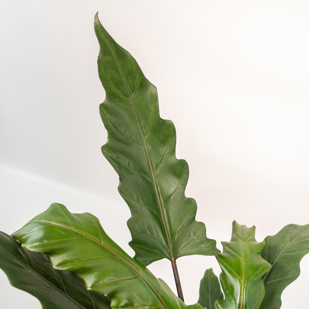 Alocasia Lauterbachiana - Ø19cm - ↕80cm + Korb Selin