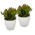 2x Crassula Ovata - Geldbaum - Grün - Sukkulente/Kaktus - incl. witte pot - Ø12cm Bild 2