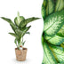 Dieffenbachia Tropic Snow – Pflegeleicht & Dekorativ – Topf 21cm Bild 1