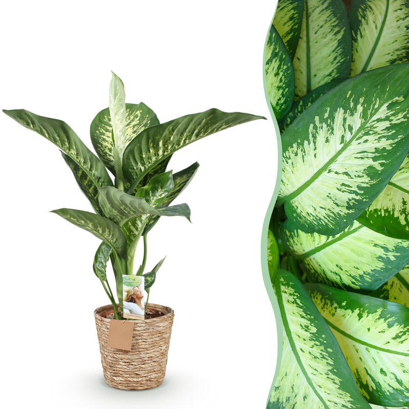 Dieffenbachia Tropic Snow – Pflegeleicht & Dekorativ – Topf 21cm