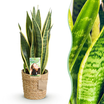 Sansevieria Laurentii Zimmerpflanze mit Korb, pflegeleicht, 60-70cm