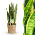 Sansevieria Laurentii Zimmerpflanze mit Korb, pflegeleicht, 60-70cm Bild 1