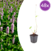 48x Persicaria aff. 'Superba' perennial, 10-25cm, Ø9cm Bild 1