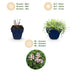 Green boutiQ - Perennials - Thymus praecox Minor - Creeping Thyme - Fragrant - Pink - 1 Plant - Pot 11cm - Height 15-25cm Bild 4