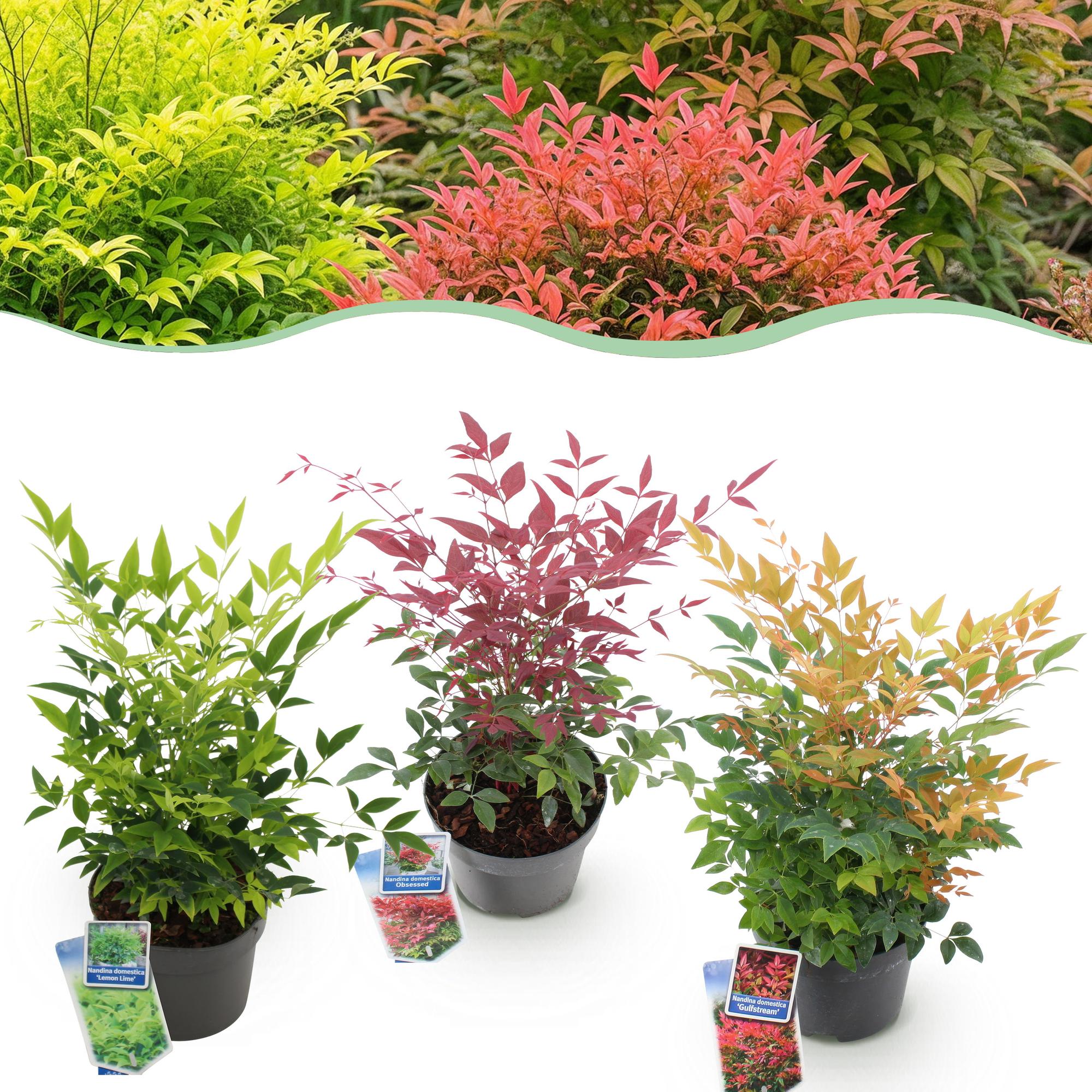 GreenboutiQ - Gartenpflanze - Nandina Tricolour - Gelb & Rot & Orange - 3 Pflanzen - Immergrün - Wenig Pflege - Topf 17cm Höhe 45cm