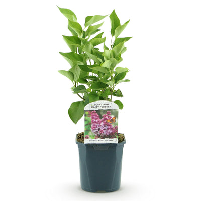 Flieder 'Michel Buchner' - Duftende, robuste Gartenpflanze