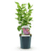 Flieder 'Michel Buchner' - Duftende, robuste Gartenpflanze Bild 2
