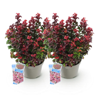 GreenboutiQ - Gartenpflanze - Leucothoe Curly Red - Rot - 2 Pflanzen - Immergrün - Wenig Pflege - Topf 17cm Höhe 40cm