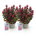 GreenboutiQ - Gartenpflanze - Leucothoe Curly Red - Rot - 2 Pflanzen - Immergrün - Wenig Pflege - Topf 17cm Höhe 40cm Bild 2