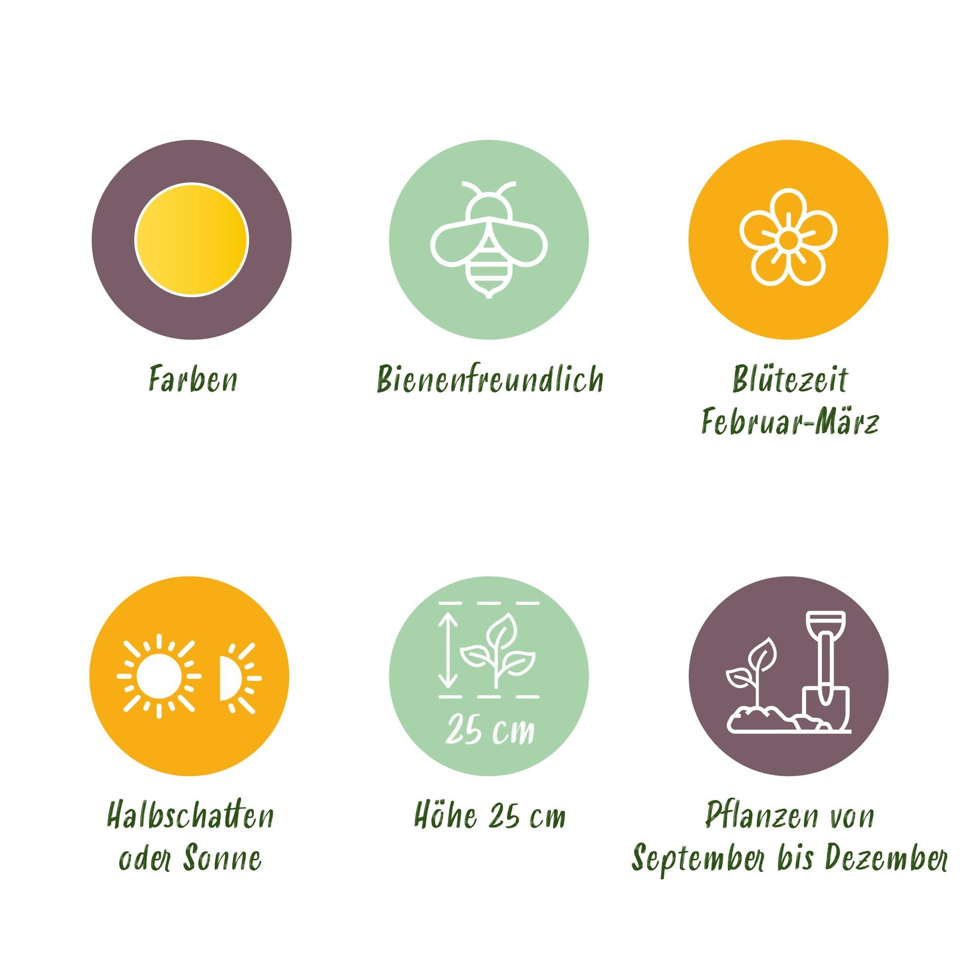 GreenboutiQ - Blumenzwiebeln - Eranthis Cilicica - Bulbs Hardy Perennial - Farbe Gelb - 25 Stück - Zwiebelgröße 4/5 - XXL Pack