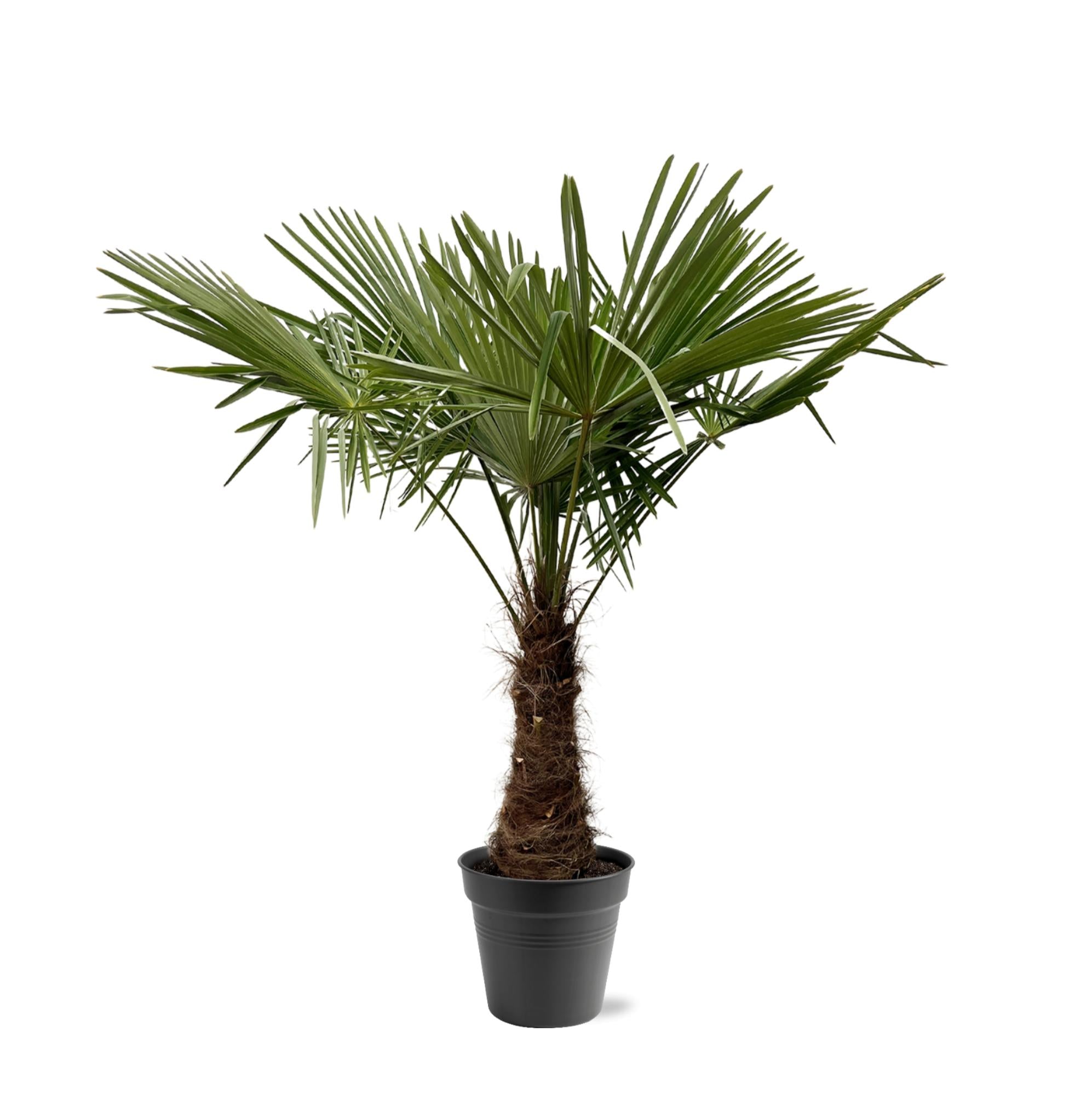 Trachycarpus Fortuneii - 220 - 240cm - Ø45