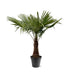 Hanfpalme Trachycarpus Fortuneii 220-240cm, Ø45cm Bild 1