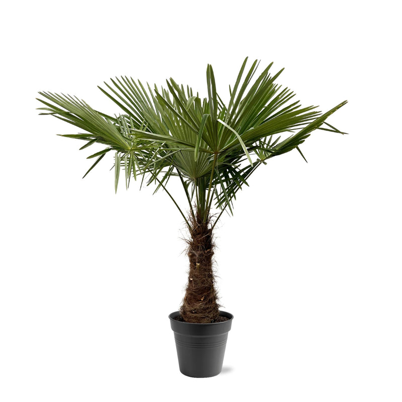 Hanfpalme Trachycarpus Fortuneii 220-240cm, Ø45cm
