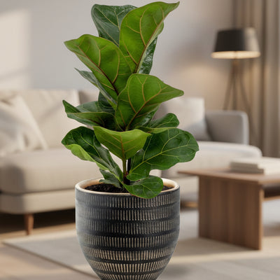 Ficus Lyrata Geigenfeige im schwarzen Topf, 30 cm hoch