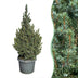 2x Picea glauca Sander's Blue - Blaue Zuckerhutfichte - Blau - Weihnachtsbaum - Ø23cm - ↕60cm Bild 1