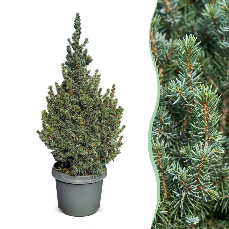 2x Picea glauca Sander's Blue - Blaue Zuckerhutfichte - Blau - Weihnachtsbaum - Ø23cm - ↕60cm