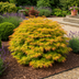 GreenboutiQ Japanischer Ahorn 'Summergold' - Gelb - Topf 19cm, 70cm Bild 7