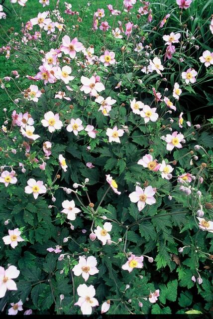 12x Anemone tom. 'Robustissima' - 10-25cm hoch - 9cm Topf