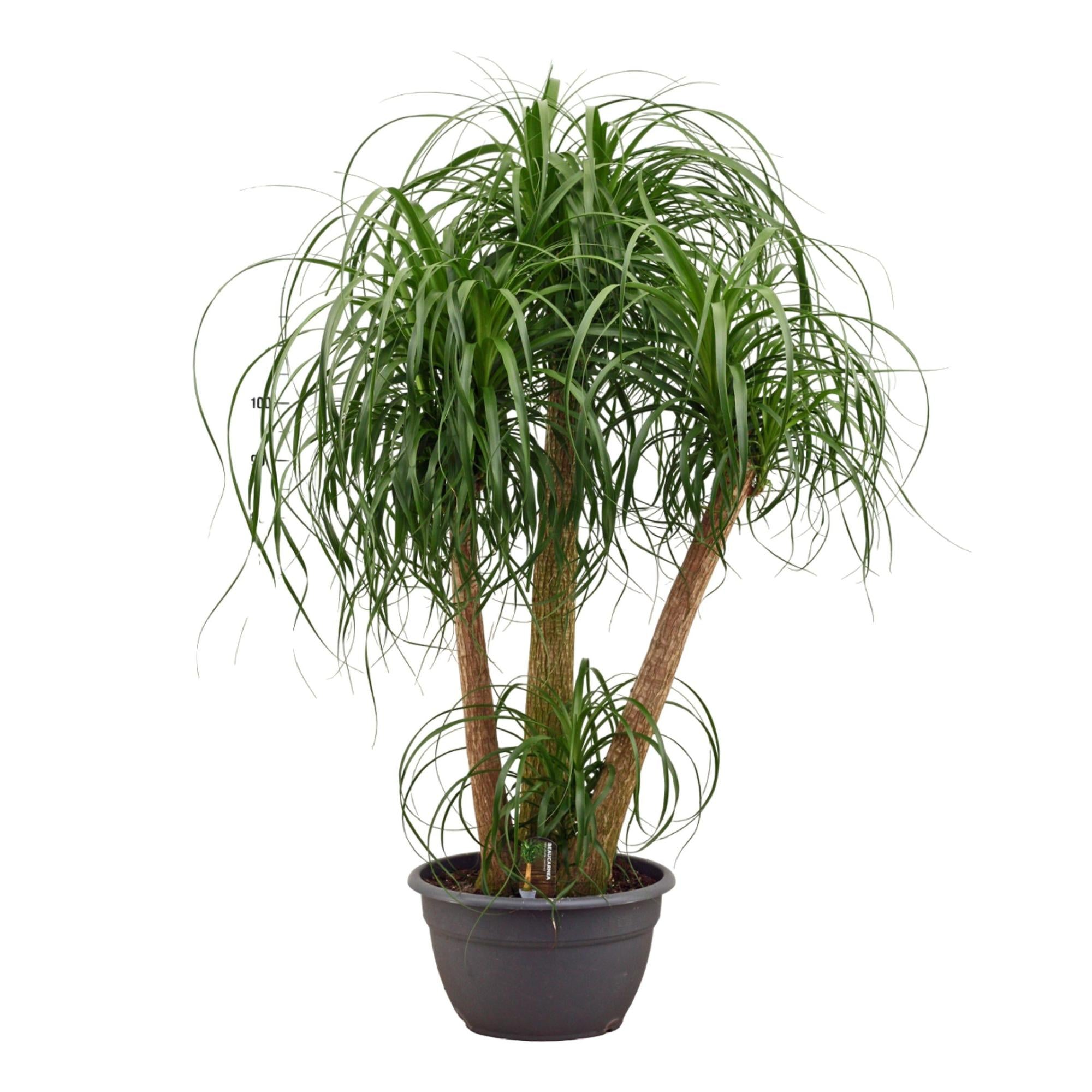 Dracaena surculosa