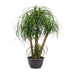 Beaucarnea Mehrstamm, 130cm: Tropische Eleganz für Ihr Zuhause Bild 1