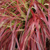 GreenboutiQ Ziergras Uncinia rubra Everflame, 4 Pflanzen, Rot, Immergrün Bild 6