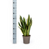 Bogenhanf Sansevieria Futura Superba - Pflegeleicht & Dekorativ Bild 2