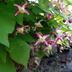 60x Epimedium rubrum Perennial – 10-25cm high, Ø9cm Pot Bild 6
