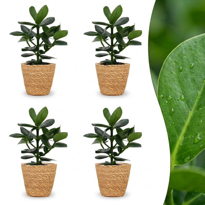 Green boutiQ - Clusia Princess - Clusia - 4 Pflanzen - mit Korb - Topf 12cm - Höhe - 40cm
