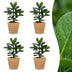 Green boutiQ - Clusia Princess - Clusia - 4 Pflanzen - mit Korb - Topf 12cm - Höhe - 40cm Bild 1