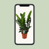 Zamioculcas Zamiifolia (ZZ-Pflanze) - Ø21cm - ↕80cm Bild 5