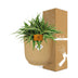 Chlorophytum Ocean 15cm in ELHO Vibes Fold 16cm round geel Bild 4