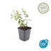 12x Hypericum dummeri 'Peter Dummer' - ↕10-25cm - Ø9cm Bild 2