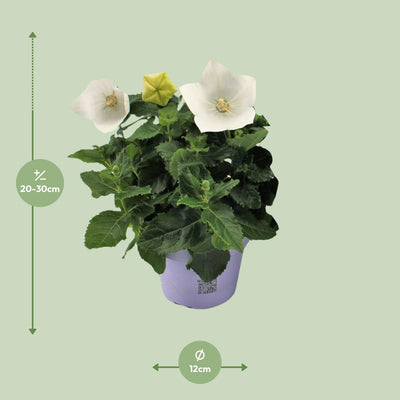Ballonblume 'Platycodon Weiß' - Ø12cm Topf, 22cm hoch