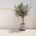 GreenboutiQ Olivenbaum Stamm Olea Europaea - Immergrün, Winterhart - Topf 19cm, H90cm Bild 6
