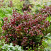 GreenboutiQ - Gartenpflanze - Leucothoe Curly Red - Rot - 2 Pflanzen - Immergrün - Wenig Pflege - Topf 17cm Höhe 40cm Bild 5