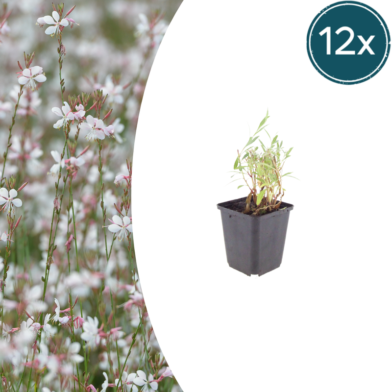 12x Gaura lindheimeri 'Prachtkerze' ↕10-25cm Ø9cm