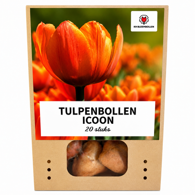 Tulpenzwiebeln Icoon – 20 Stuks | KH Bloembollen® | Oranje Dubbelbloemige Tulp – Vol, Warm & Opvallend – Voor Tuin of Pot – Maat 11/12 – Vers van de Teler