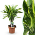 Dracaena fragrans Golden Coast – pflegeleichte Zierpflanze im 17cm Topf Bild 1