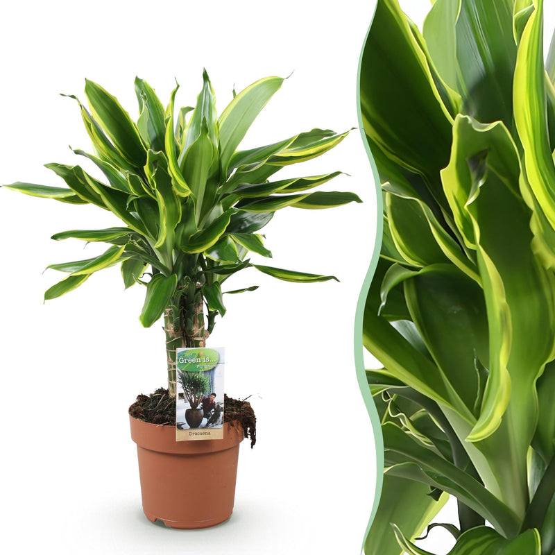 Dracaena fragrans Golden Coast – pflegeleichte Zierpflanze im 17cm Topf