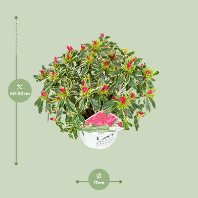 Rhododendron 'Bollywood' - 19cm Topf - ca. 45cm hoch