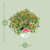Rhododendron 'Bollywood' - 19cm Topf - ca. 45cm hoch Bild 2