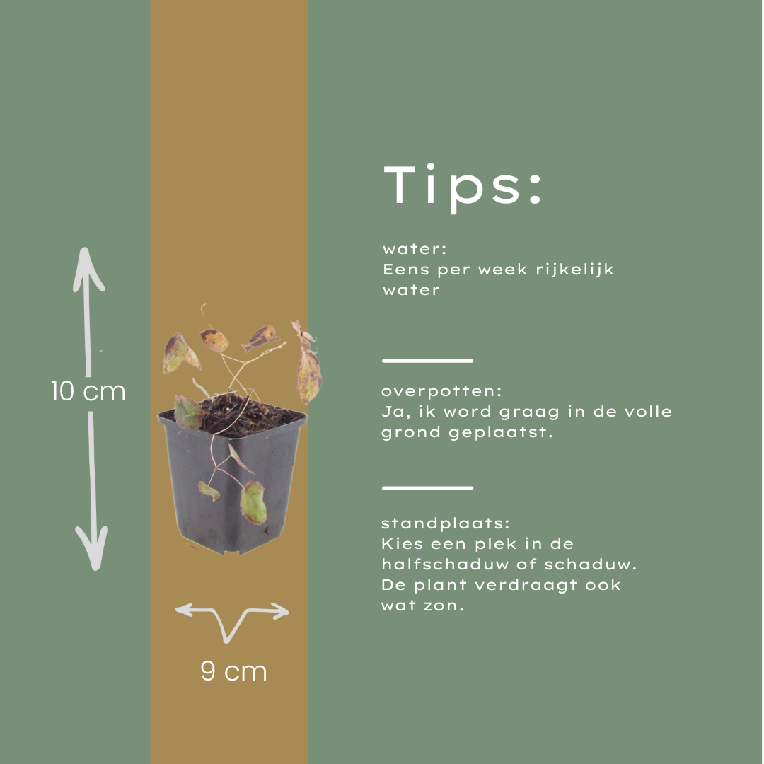 12x Epimedium rubrum Staude, 10-25cm, Ø9cm