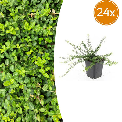 24x Euonymus fort. 'Minimus' - ↕10-25cm - Ø9cm