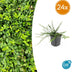 24x Euonymus fort. 'Minimus' - ↕10-25cm - Ø9cm Bild 1