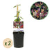 GreenboutiQ Honeysuckle 'Lonicera Serotina' - 2 Plants Pink/White Bild 1