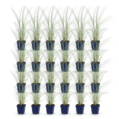 Green boutiQ - Gräser - Miscanthus sin. Morning Light - Pampasgras - Mit Feder - Silber - 24 Pflanzen - Topf 11cm - Höhe 15-25cm