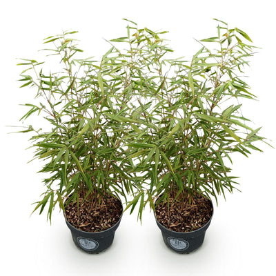 Fargesia Asian Wonder Bambus: 2x nicht-ausläufernd, 80cm, Topf 23cm