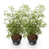 Fargesia Asian Wonder Bambus: 2x nicht-ausläufernd, 80cm, Topf 23cm Bild 2